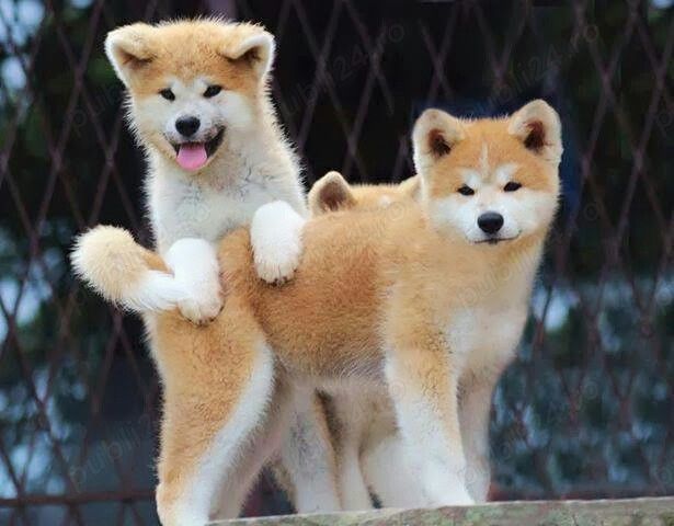 Akita inu japonez rasă pură transport gratuit in toată țara 