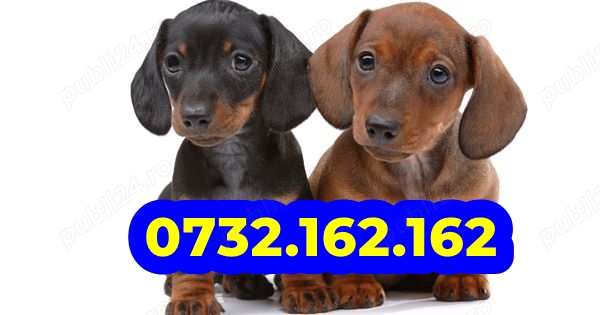 Firma Autorizata-Teckel cu par scurt cu factura,microcip,inregistrare,microcip,livrare la Bucuresti