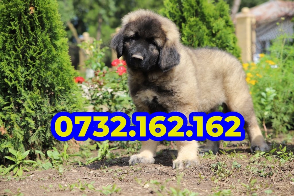 Ciobanesc Caucazian+ factura,garantie,test,microcip in caz de pierdere sau furt,livrare la Bucuresti