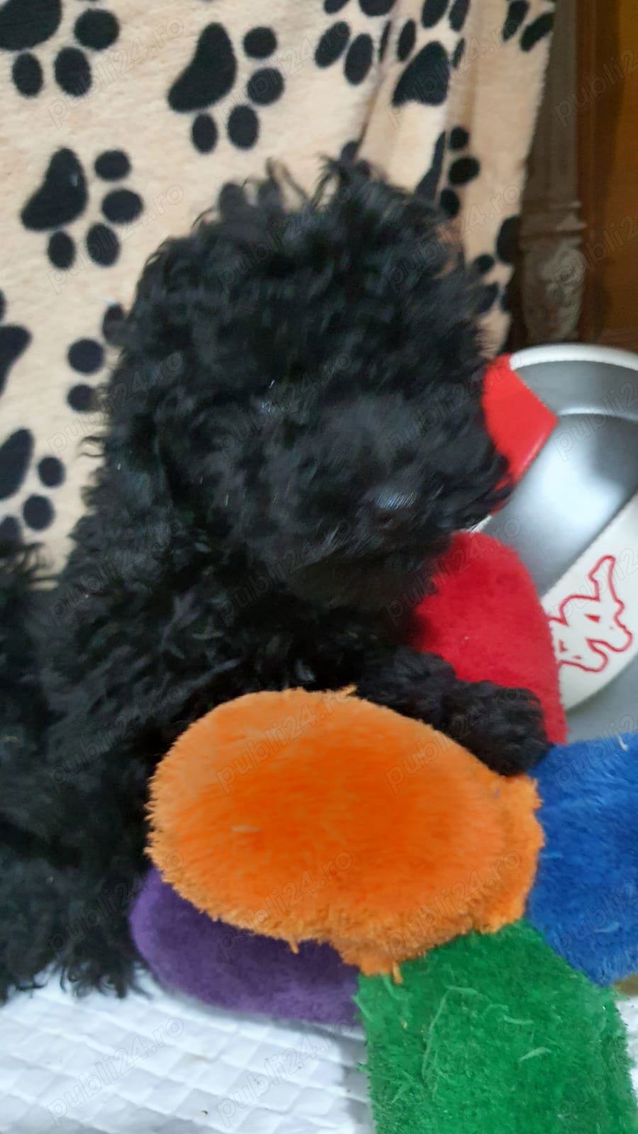 Pudel toy fetiță  Pudel toy fetiță