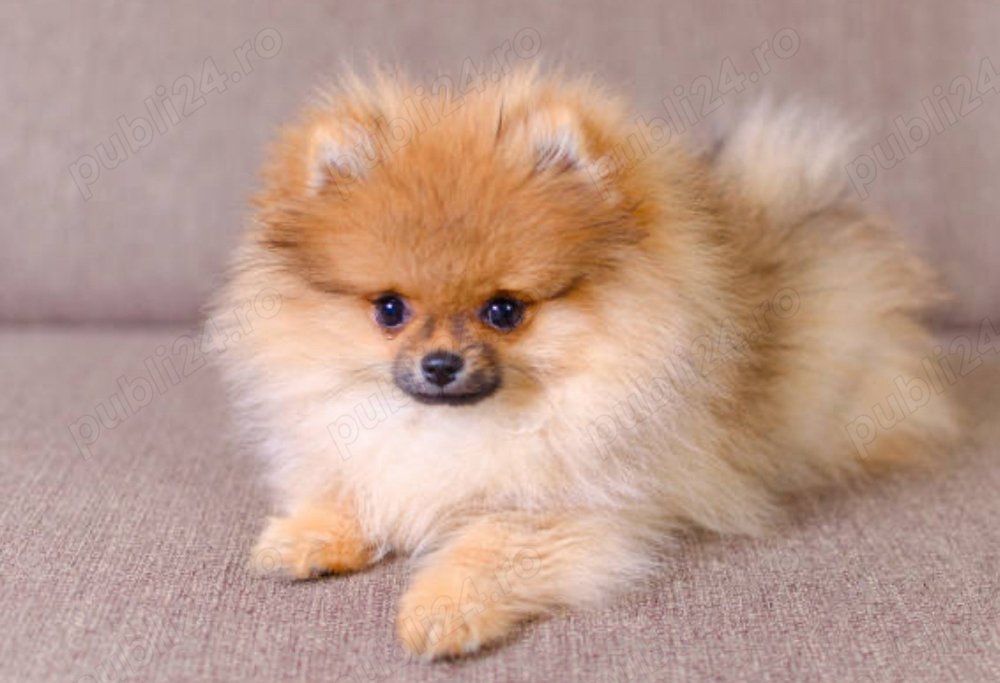 Pomeranian o casa calduroasa