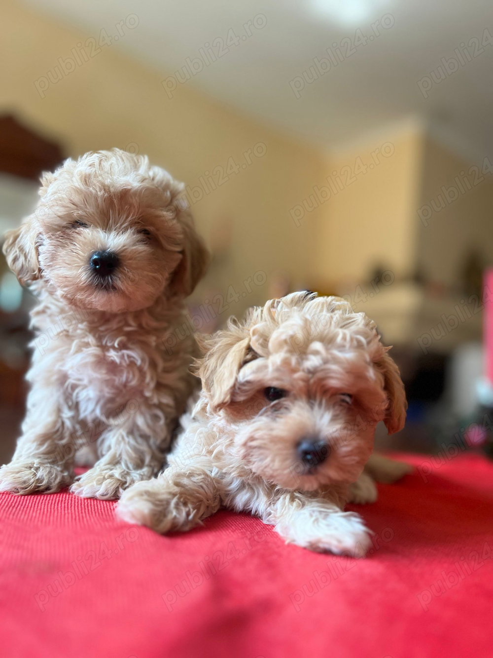 Maltipoo toy 