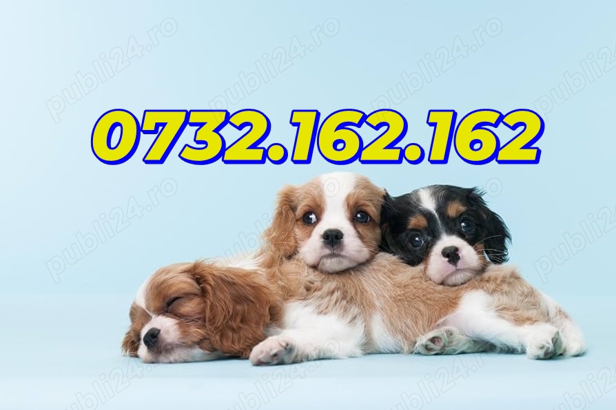 Hrana GRATUITA- Cavalier King Charles Spaniel cu factura,Carnet,microcip, livrare la Bucuresti