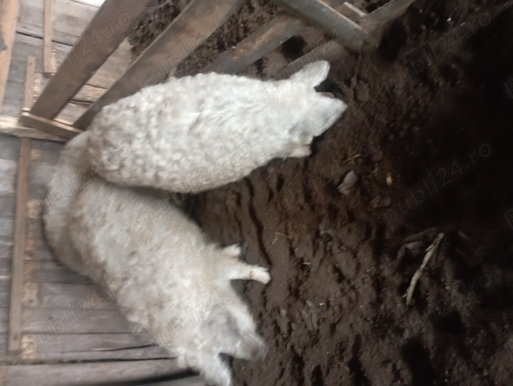 Vând porci de rasă mangalița