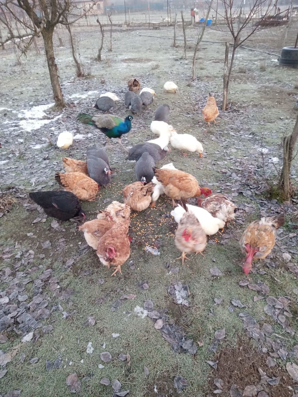 Vând rațe și bibilici de casă 