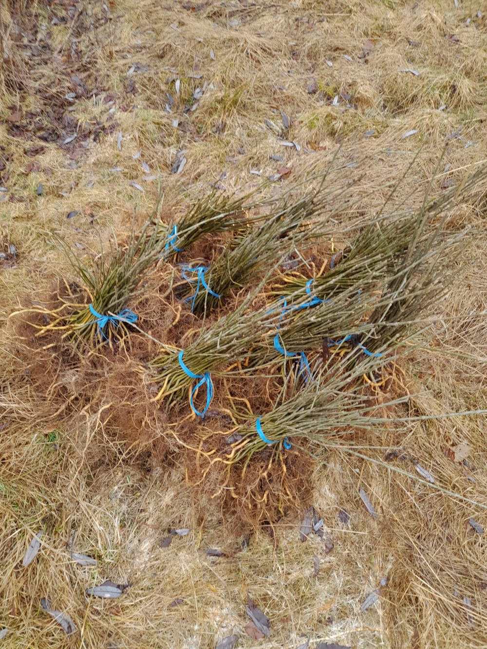 Puieti de frasin pentru plantat