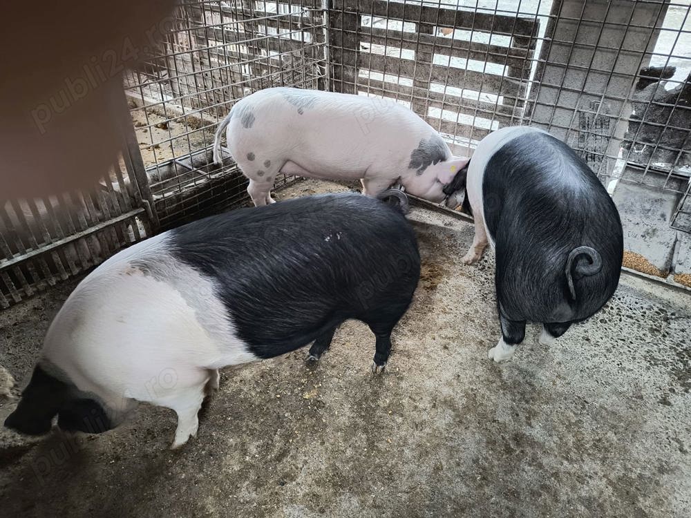 Vand porci crescuti bio