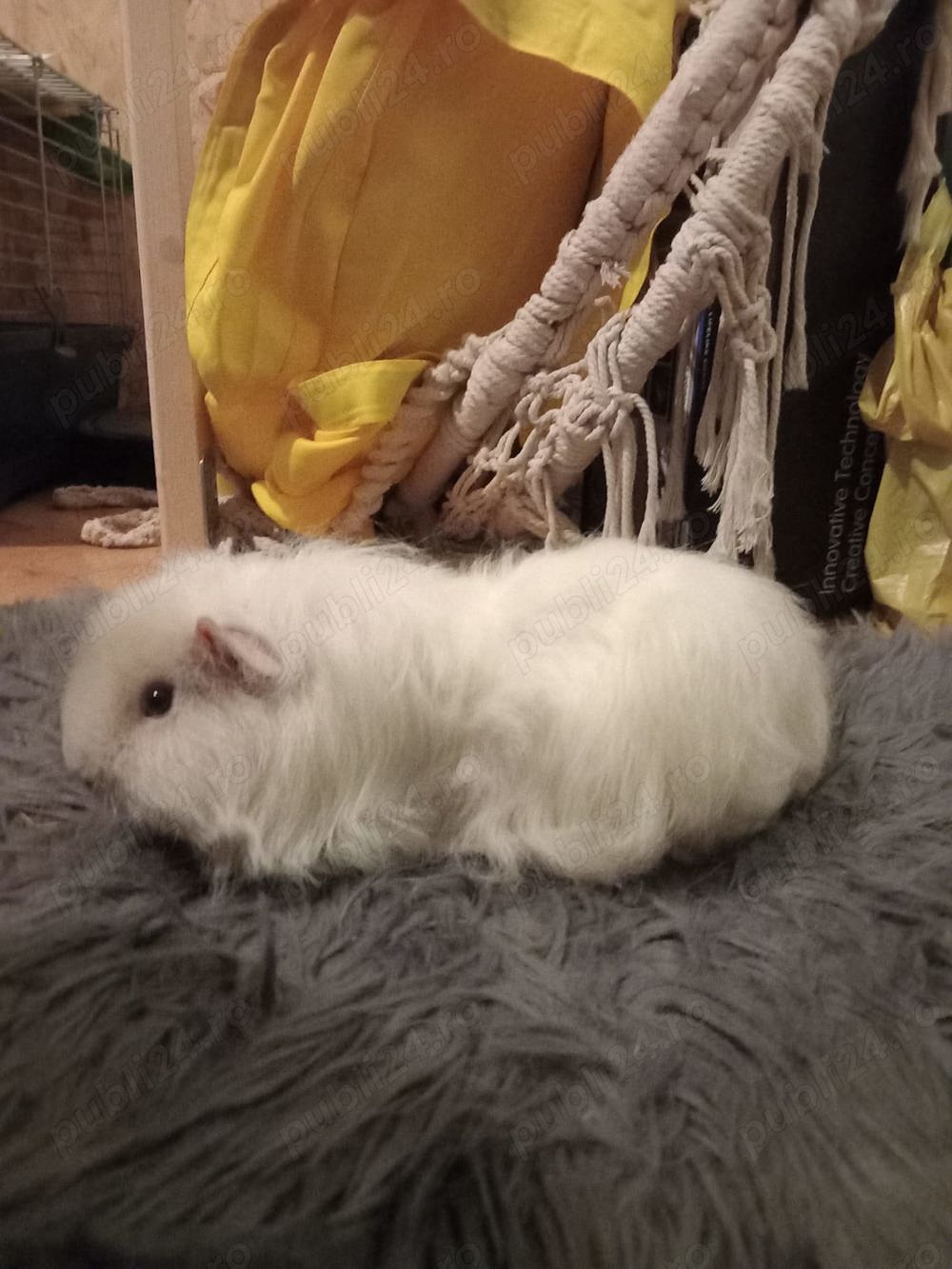 Vand Porcusor de Guineea 