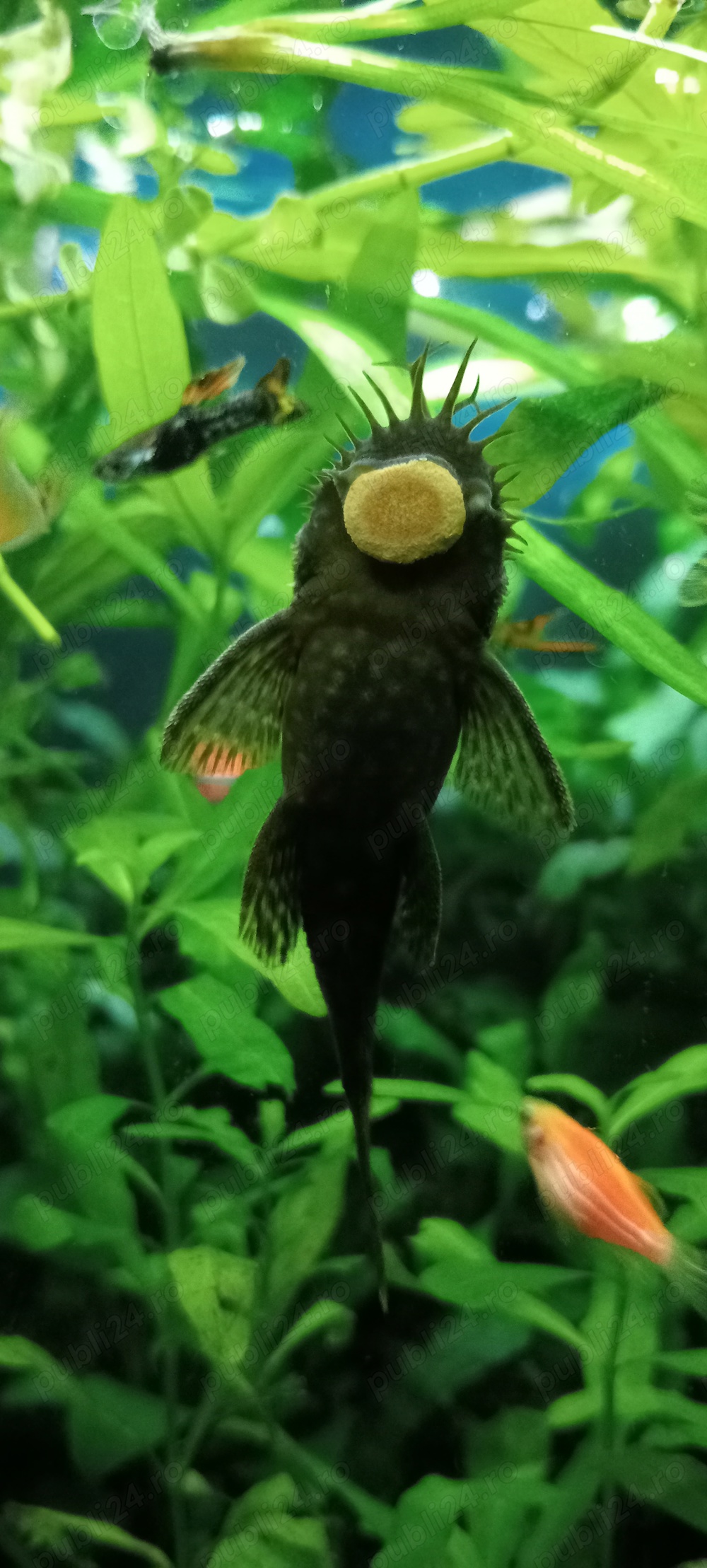 Pești Ancistrusi  Pești Ancistrusi