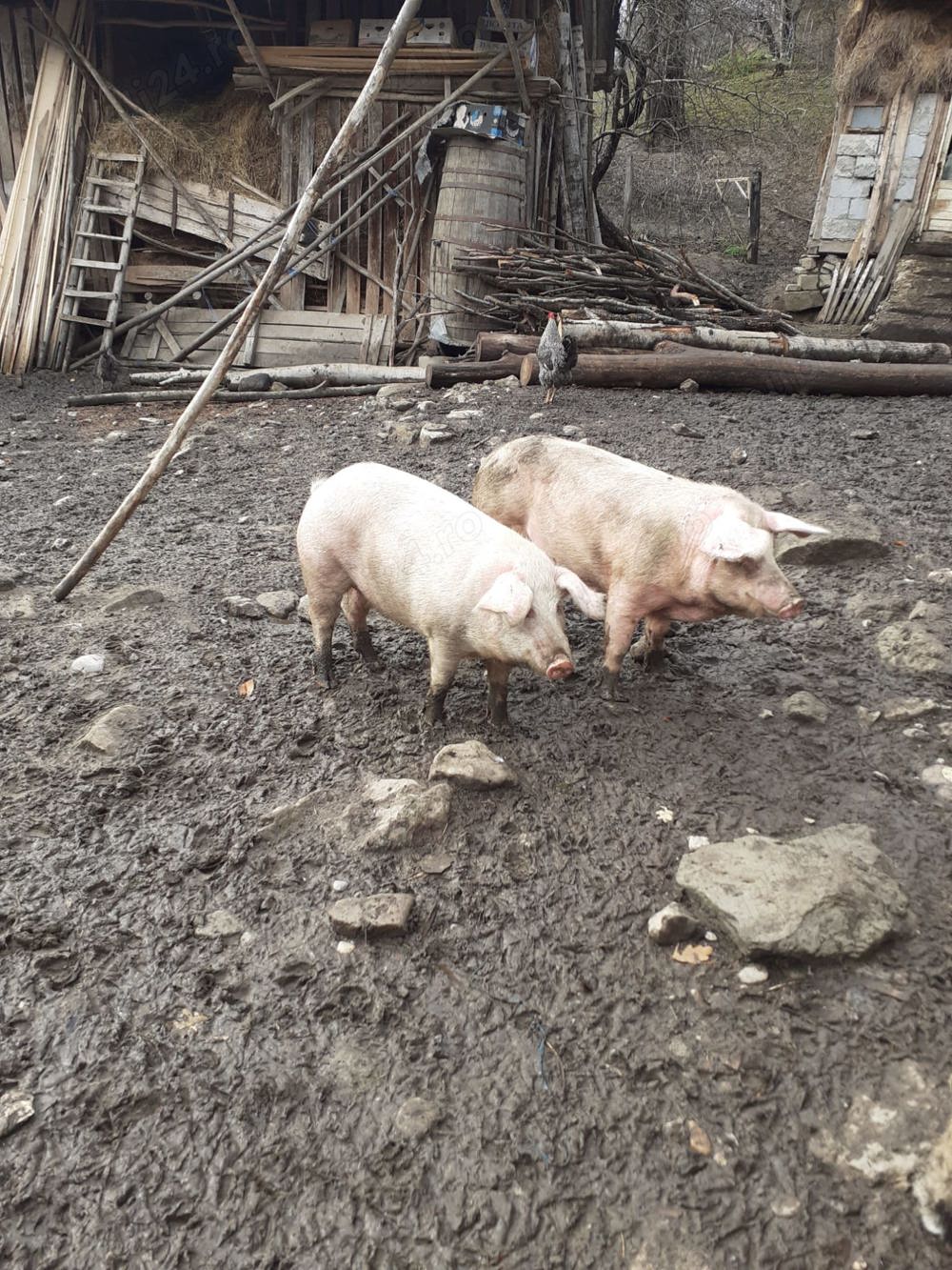Vand 2 porci de țară crescut natural  Vand 2 porci de țară crescut natural