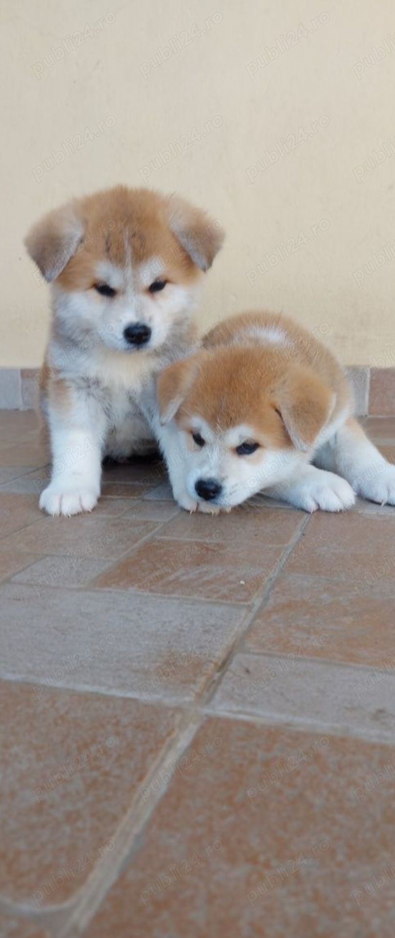 Catei Akita Inu Japonez 