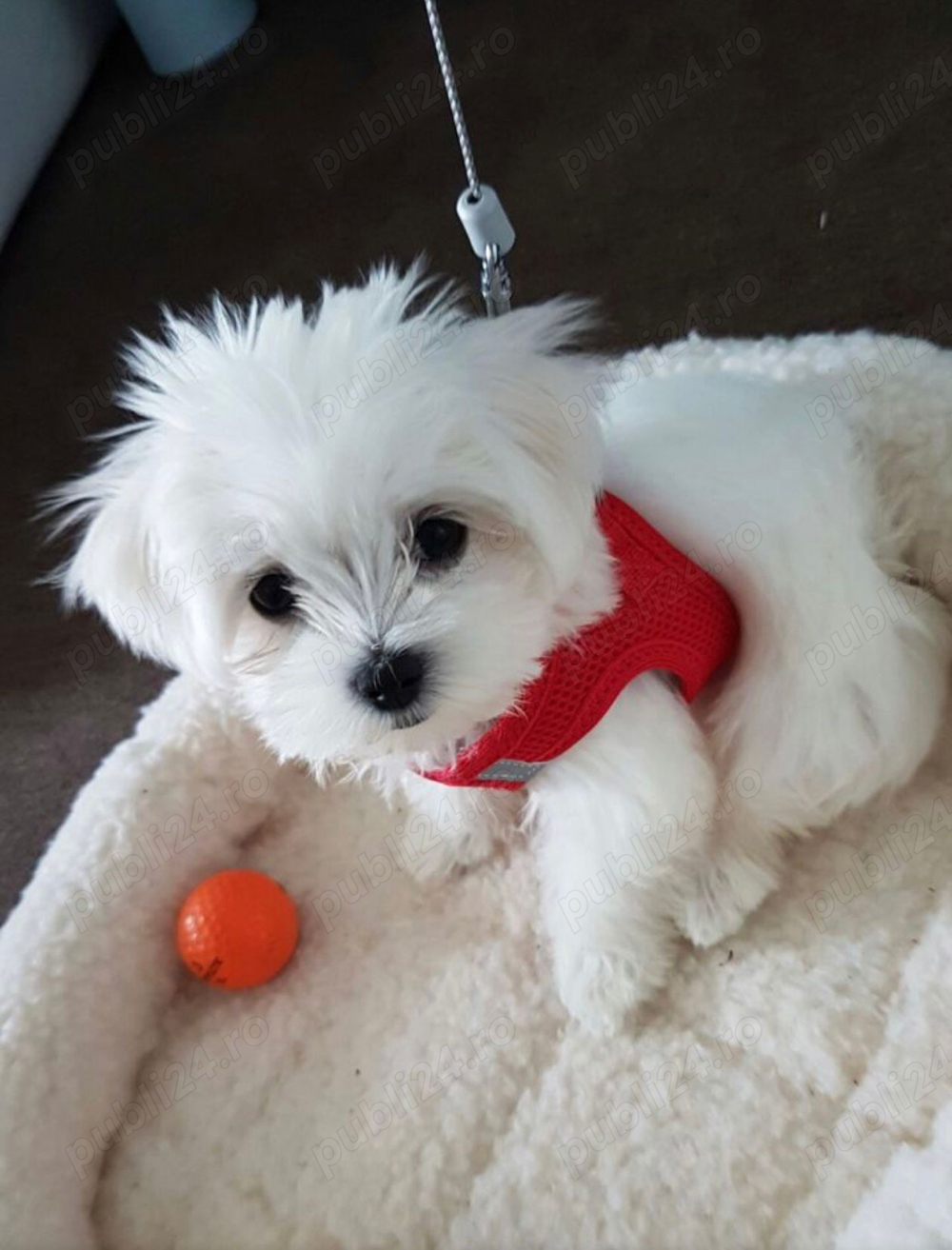bichon maltez minii toy