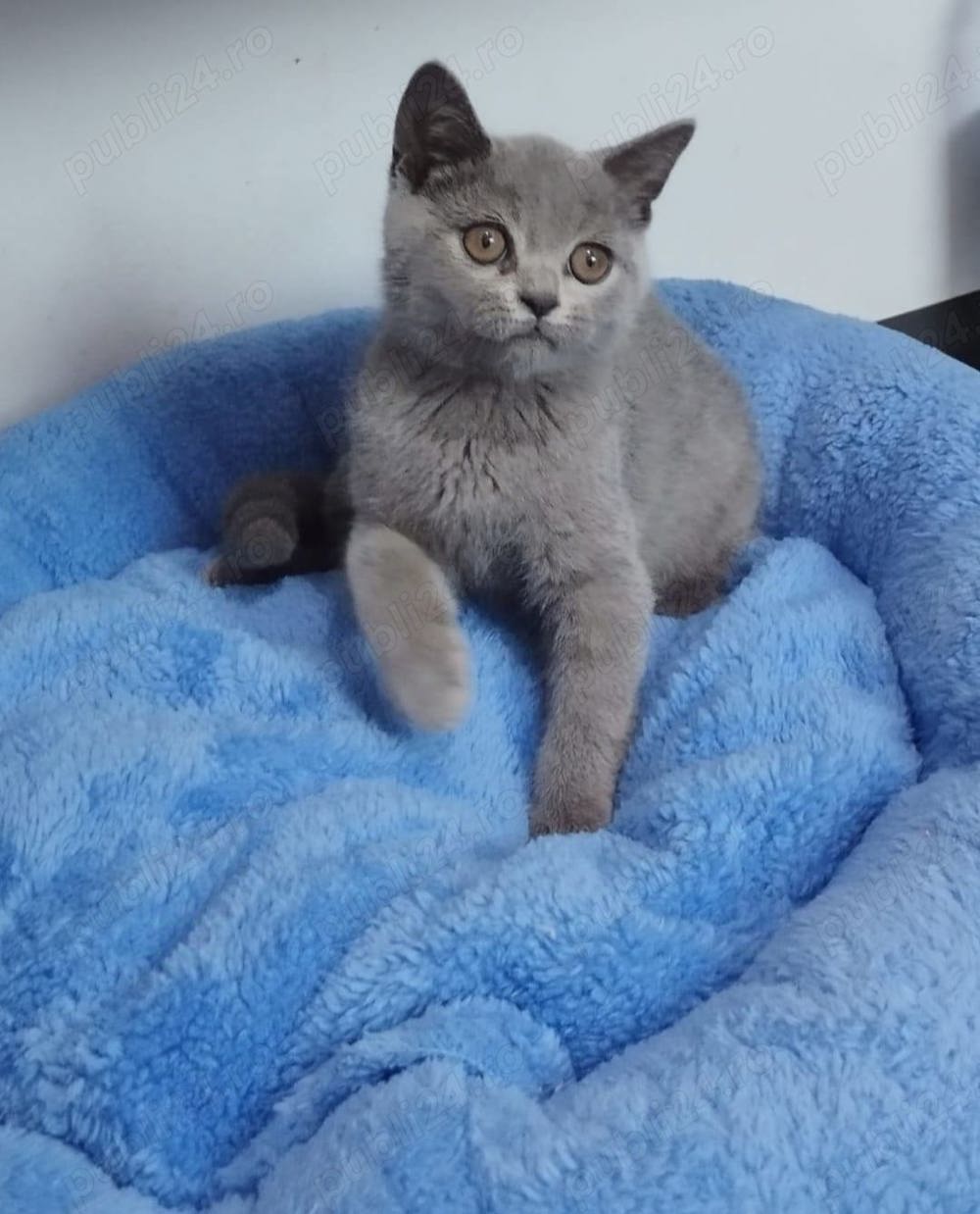 Pisici british shorthair 