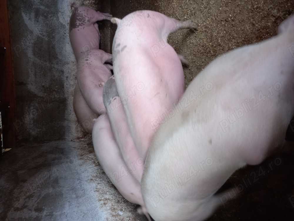 Vand porci pentru craciun