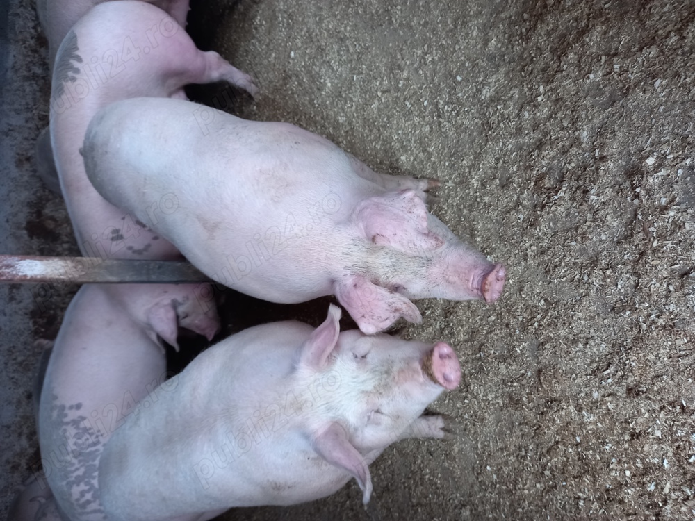 Vand porci de carne  Vand porci de carne