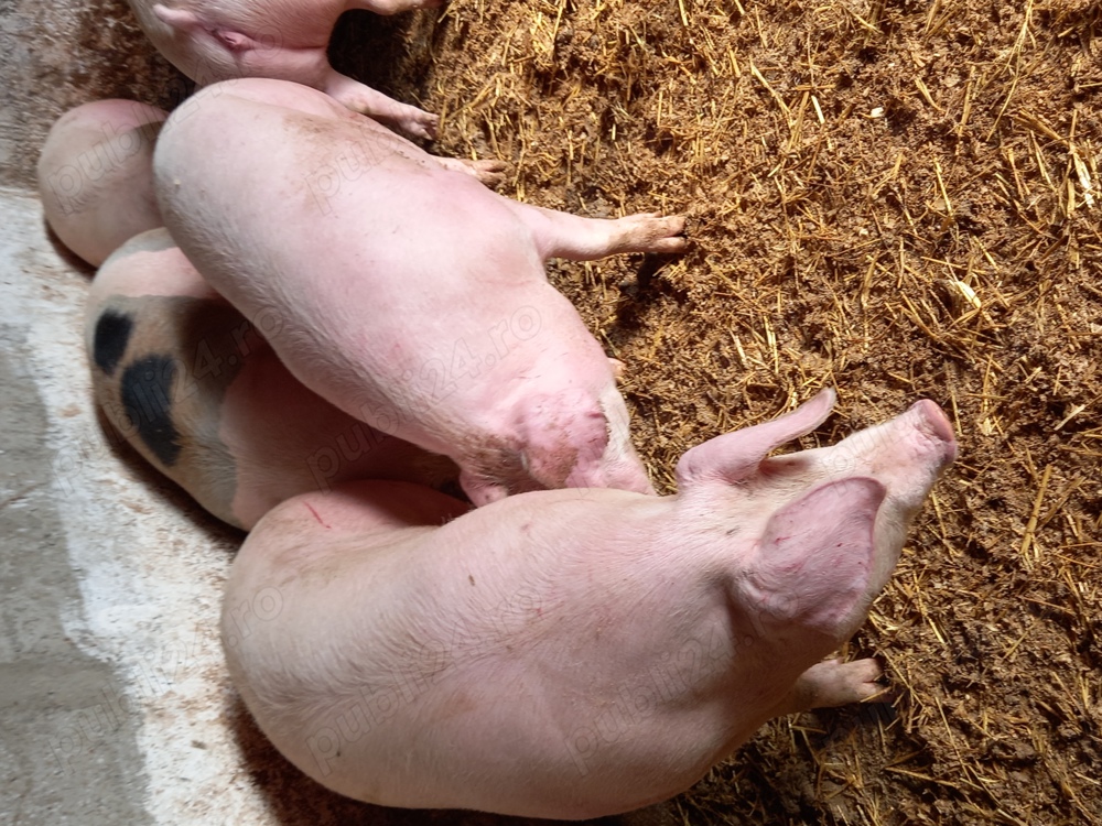 Vand porci pentru Craciun  Vand porci pentru Craciun