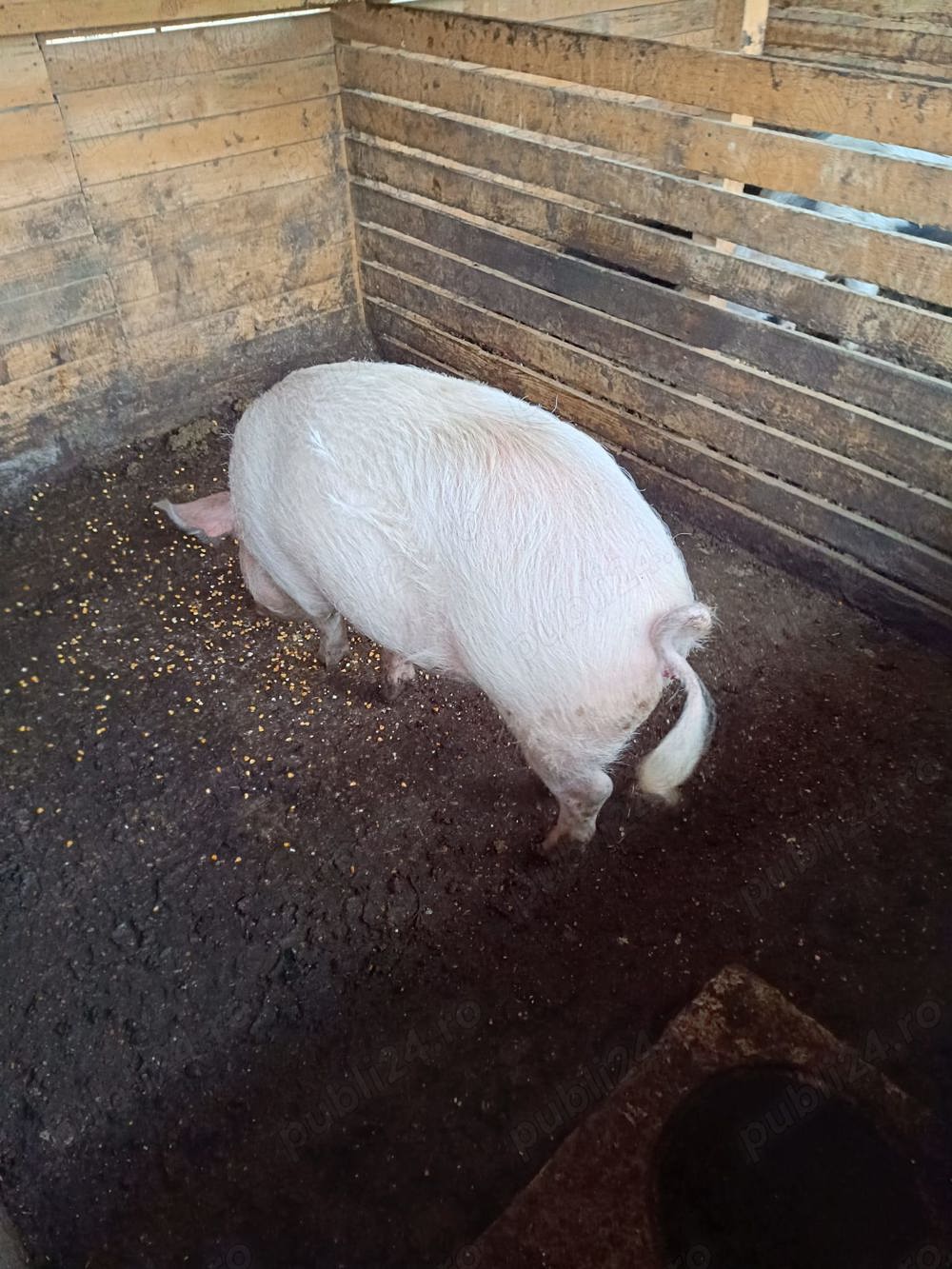 Vand porci 10 RON kg