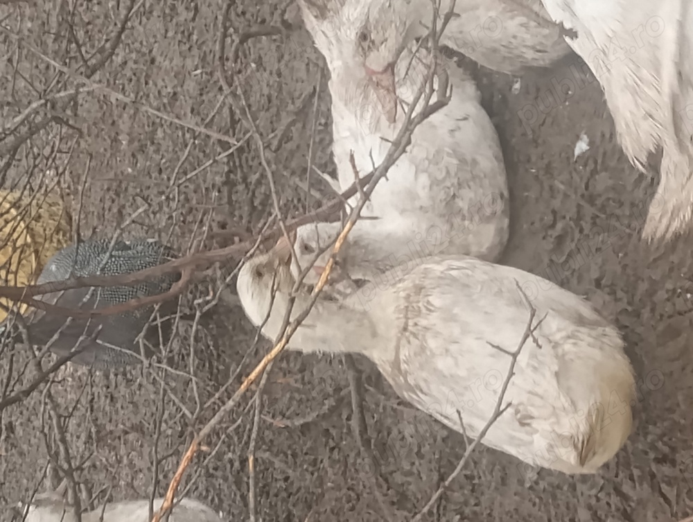 rățe și gâște de vânzare  rățe și gâște de vânzare