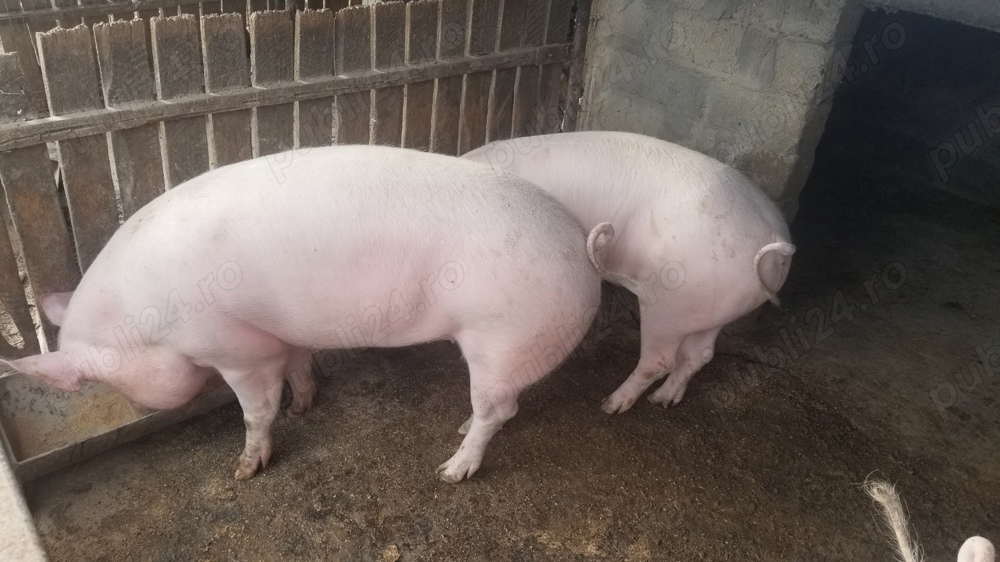 vand porci vand porci