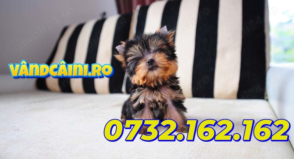 Firma Autorizata-Yorkshire terrier toy de vanzare- factura,carnet,test,microcip,livrare la Bucuresti