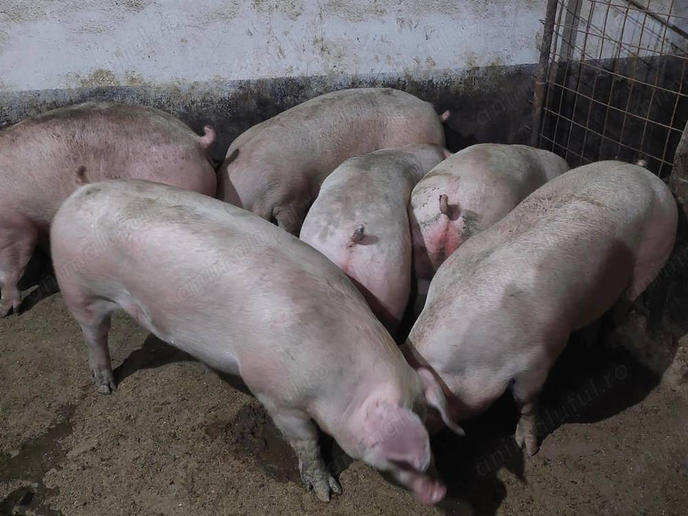 Purcei de carne de calitate, 90-150kg