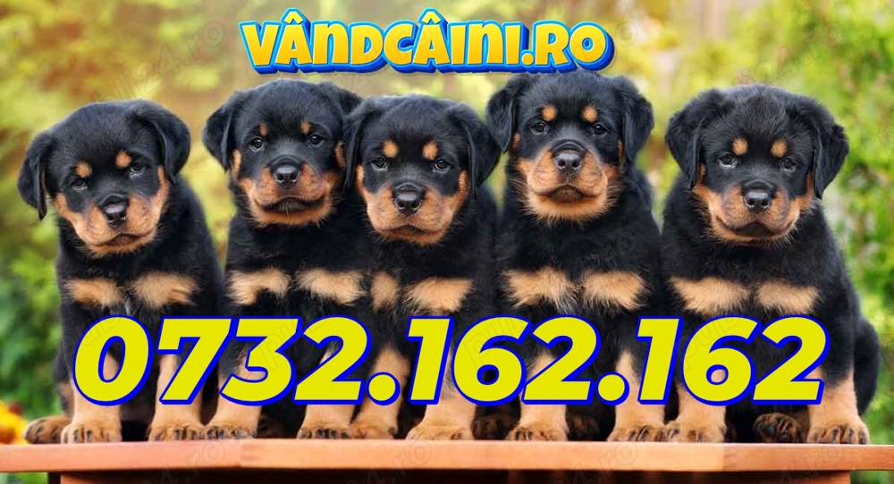 HRANA GRATUITA-Rezerva Rottweiler de vanzare cu Factura,Microcip,Carnet,Livrare GRATUITA Bucuresti