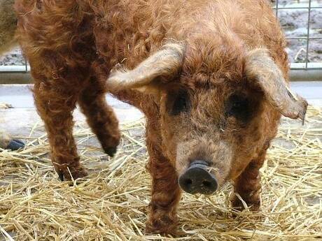 Vand porci rasa Mangalita