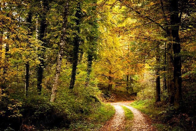 Vând Pădure ( Fântâna pentru Ochi )