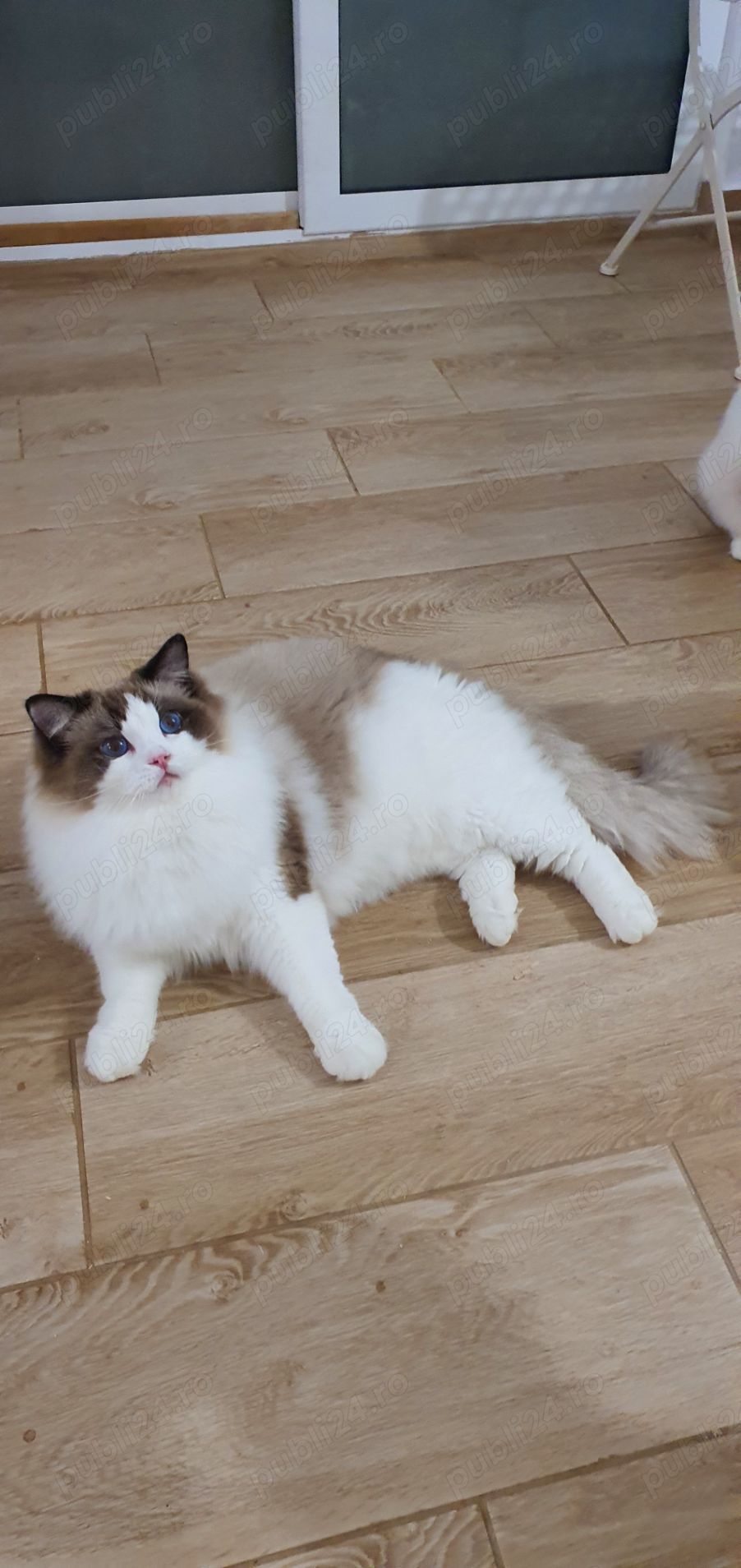 Motanel ragdoll rasa pura!