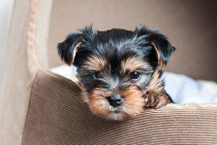 Yorkshire Terrier mini toy