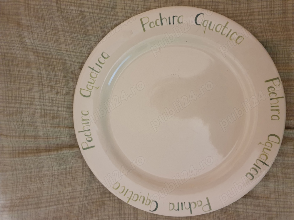 Platou Pachira Aquatica firma olandeza Ter Steege Olanda 