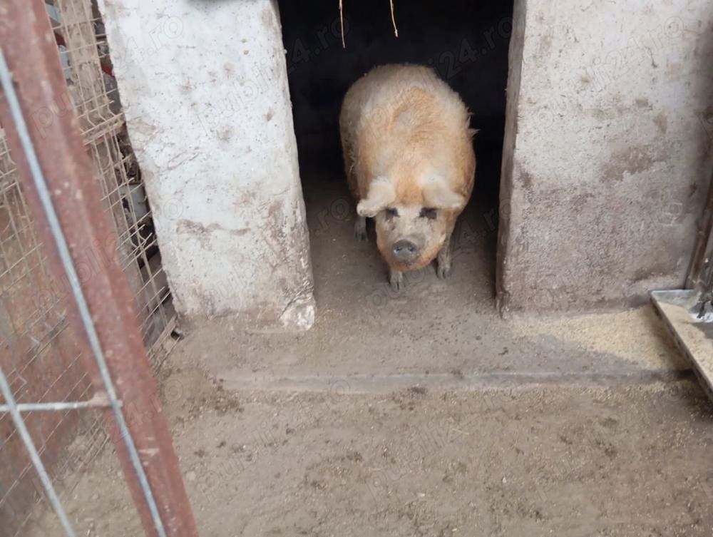 Vand porci Vand porci