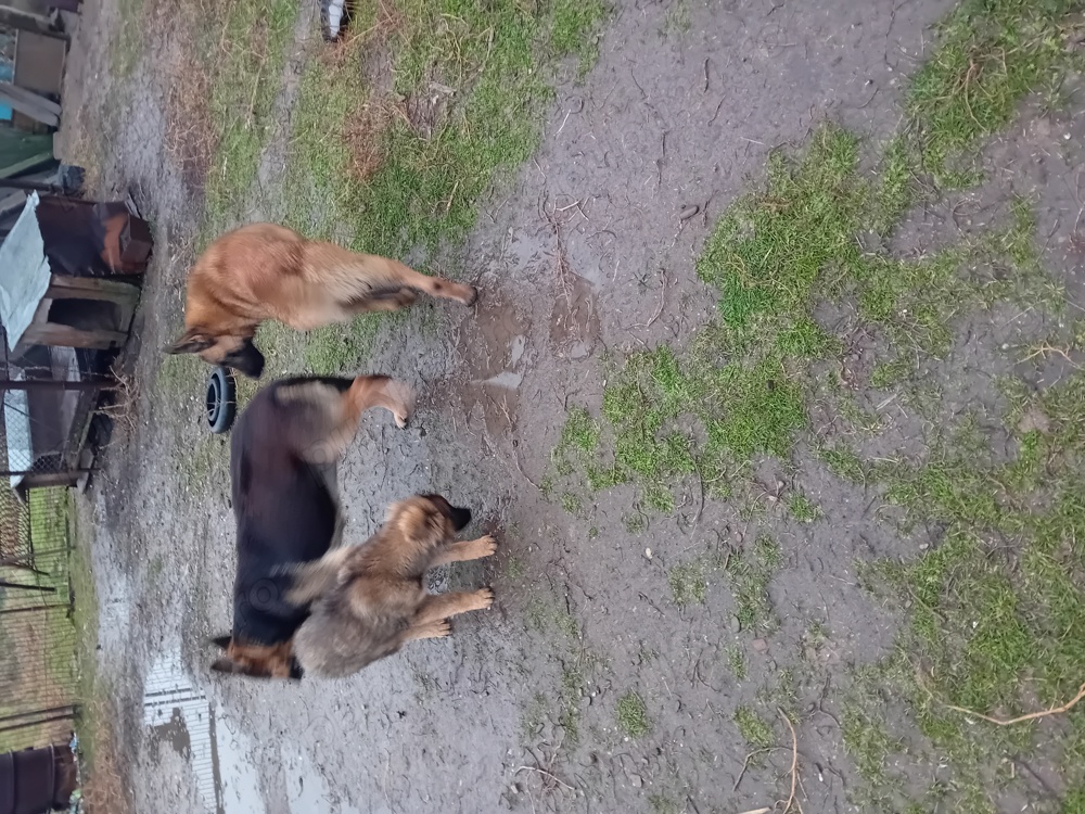 vând catei și caini ciobănesc belgian și german 