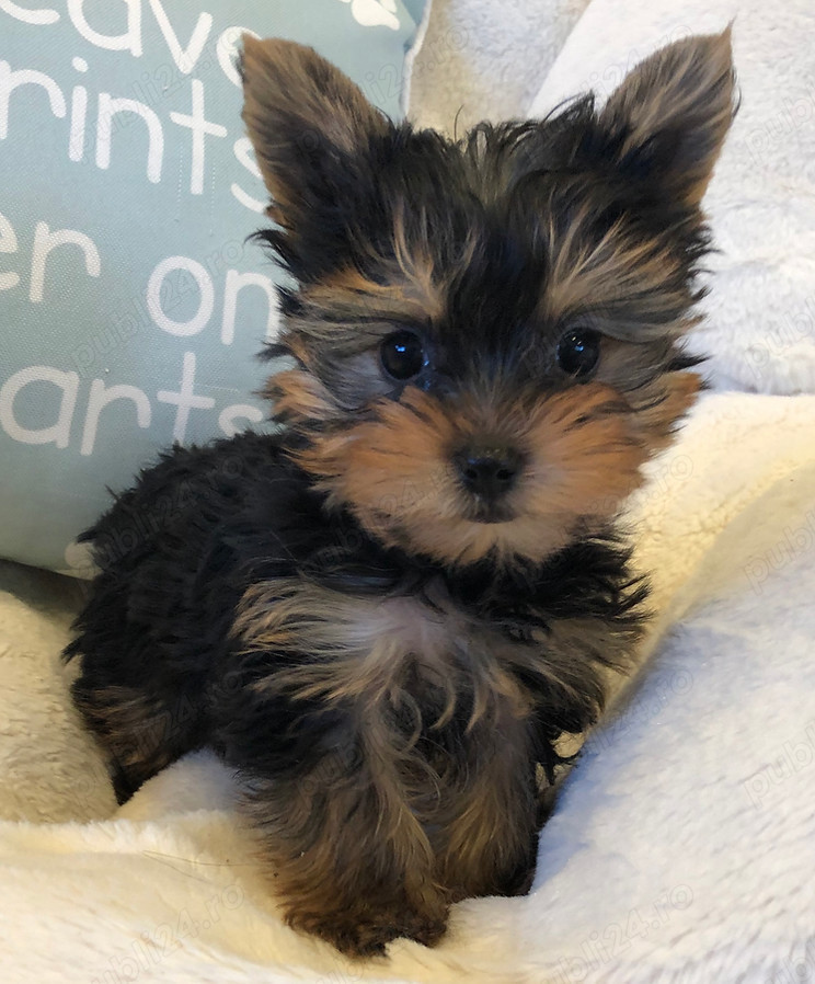 Asigur transport !!! Pui Yorkshire Terrier femela foarte frumoasa !!!!