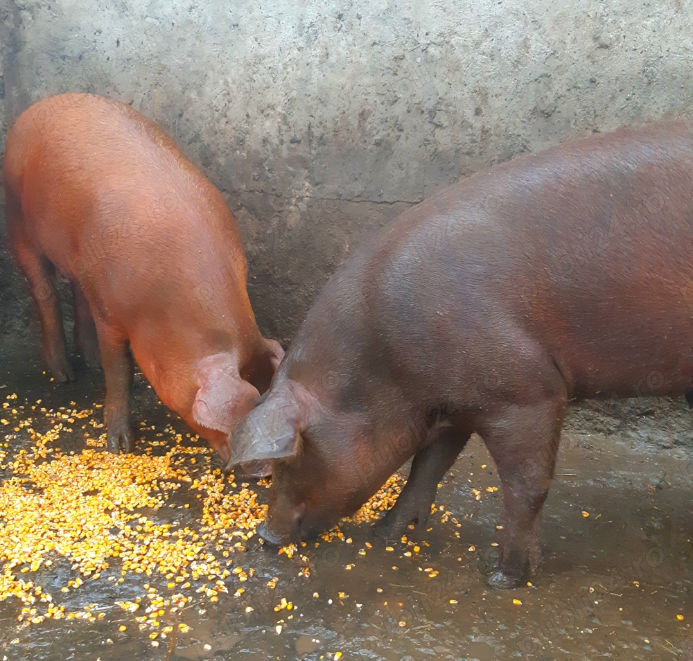 Duroc 100% ptr crăciun Duroc 100% ptr crăciun