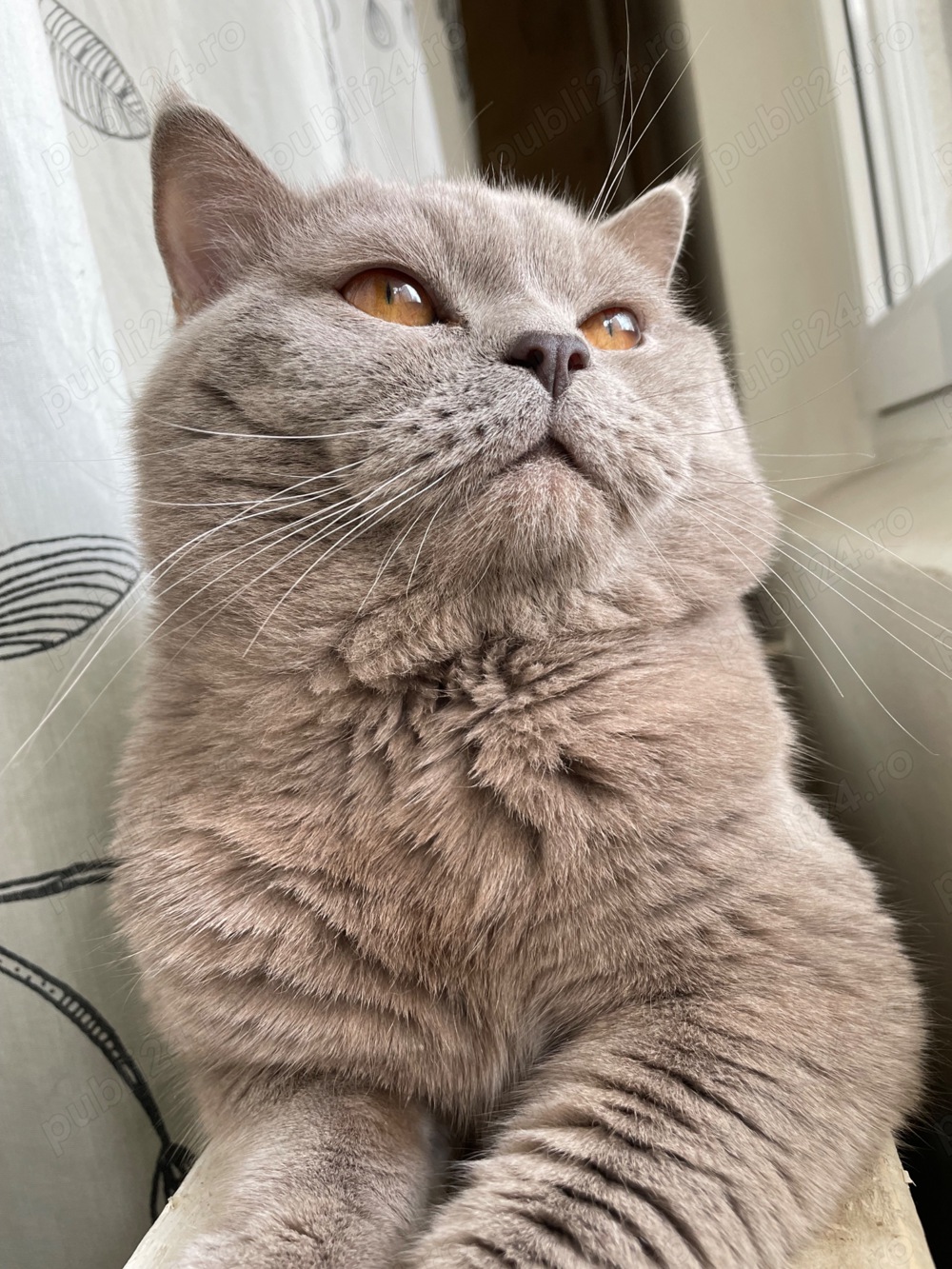 Motan British Shorthair pentru pisicuțe 