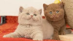 Scottish Fold și British Shorthair capucino  chocolate