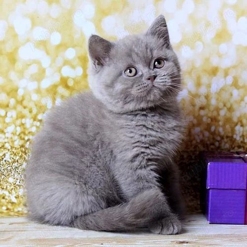 British Shorthair Blue. Cel mai frumos cadou pentru cei dragi! British Shorthair Blue. Cel mai frumos cadou pentru cei dragi!