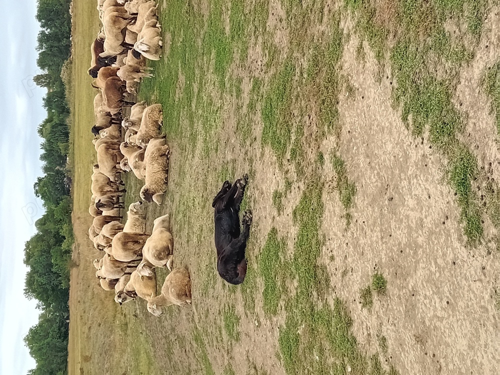 Angajez cioban cu experienta .