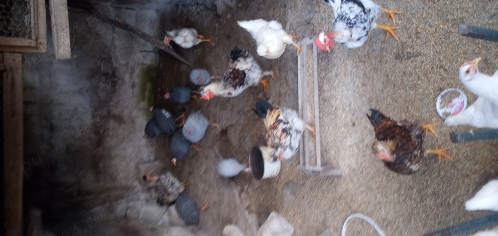 Pui de gaina si rate mute