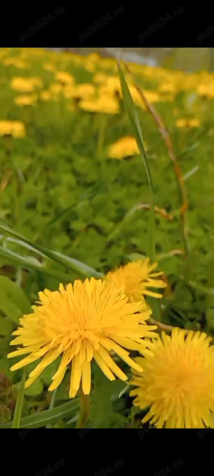 Vând Teren la munte cu pârâu și pădure