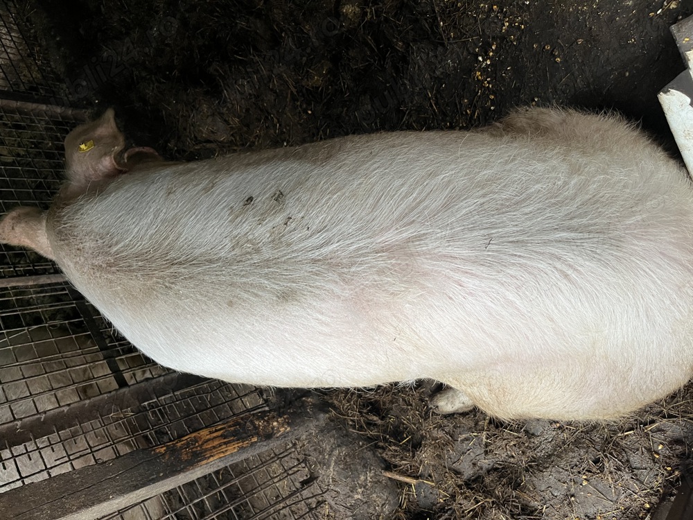 Vând porc rasa Landrax 