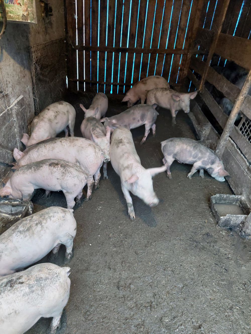 Purcei de vânzare Zau de Câmpie 