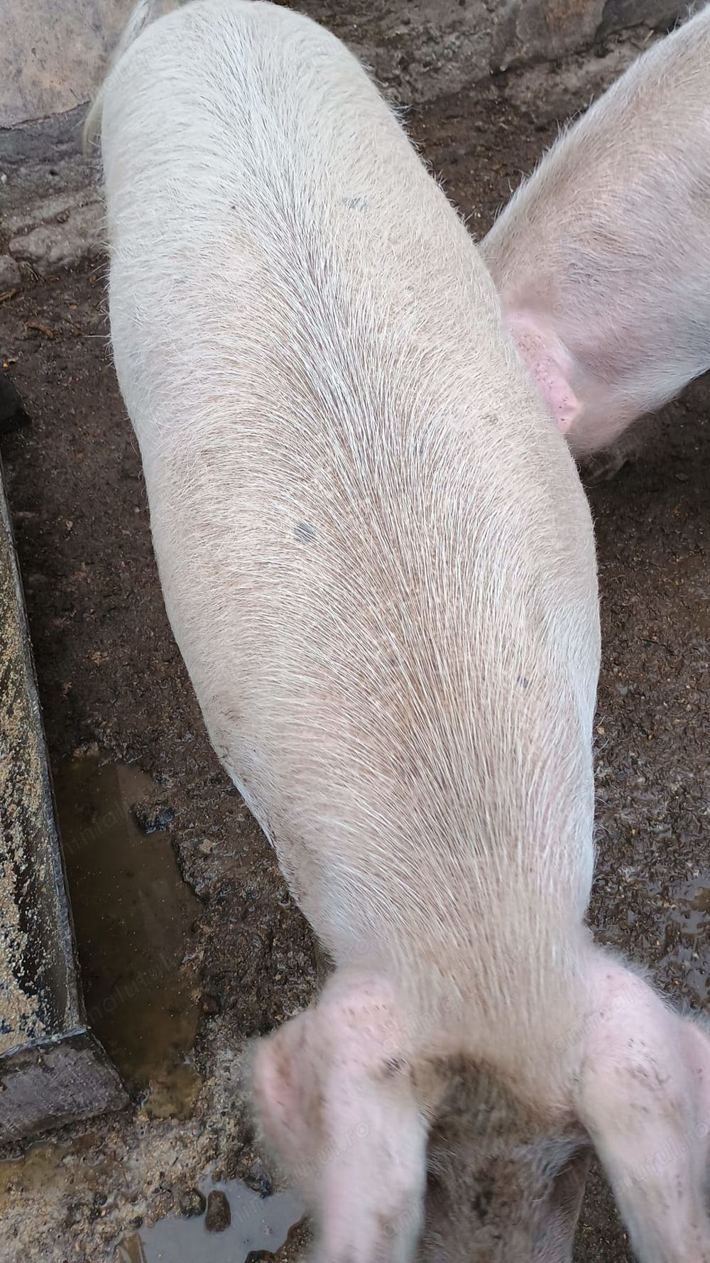 Vand porc  Vand porc