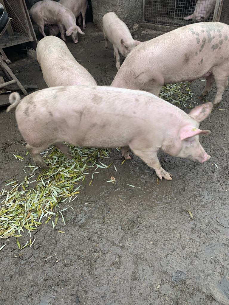 Vând porci de casa Vând porci de casa