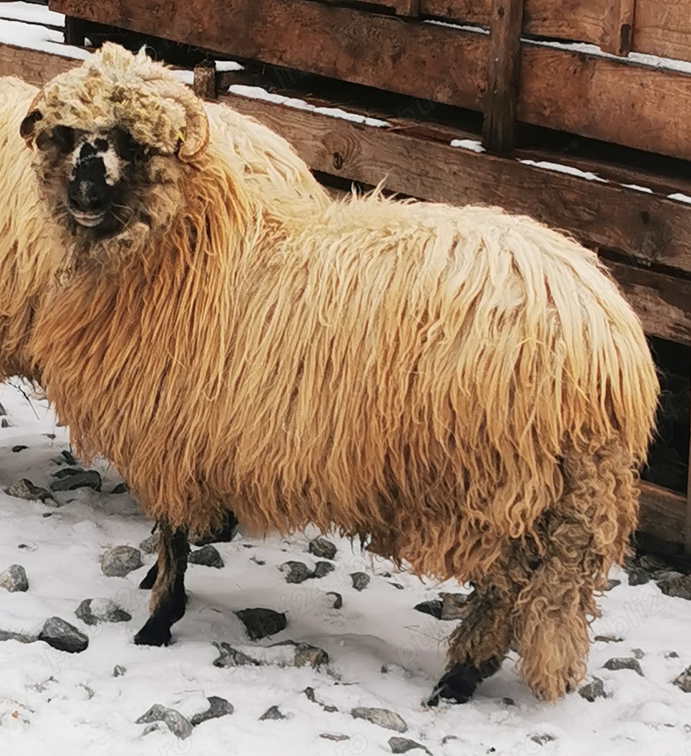 De vânzare 35 oi bune