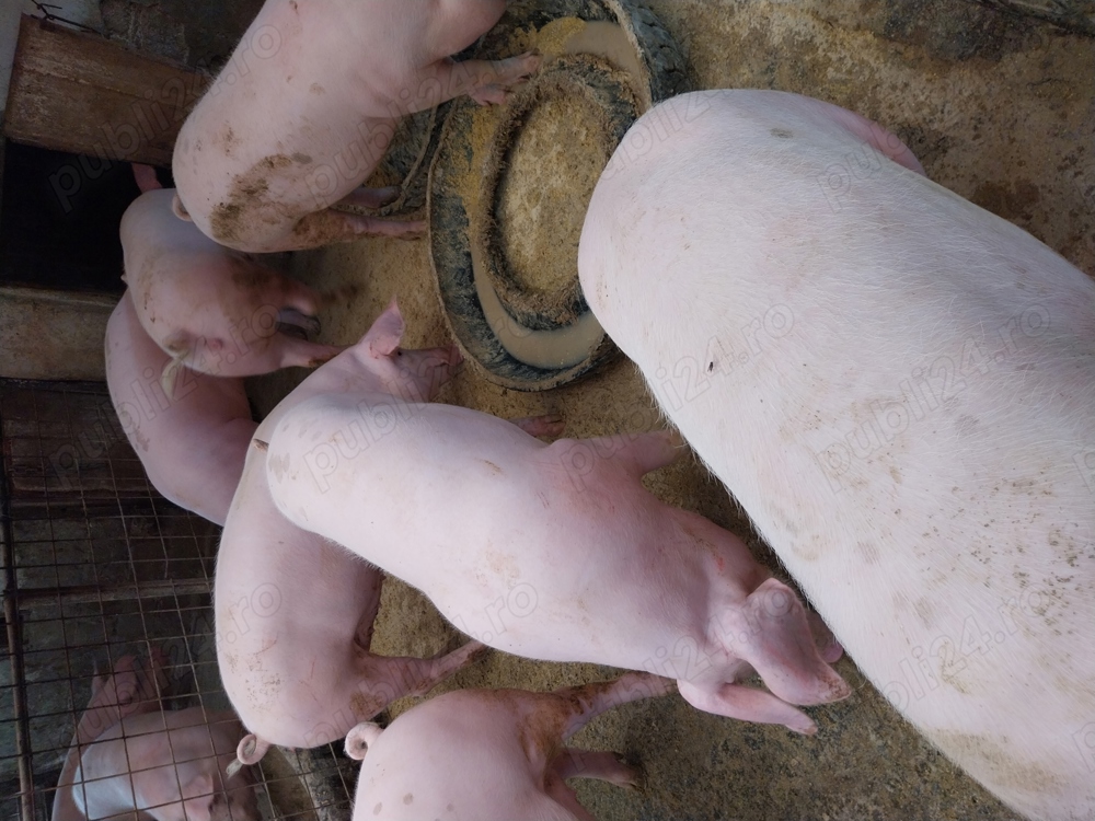 Asigur transport, vand porci de tara