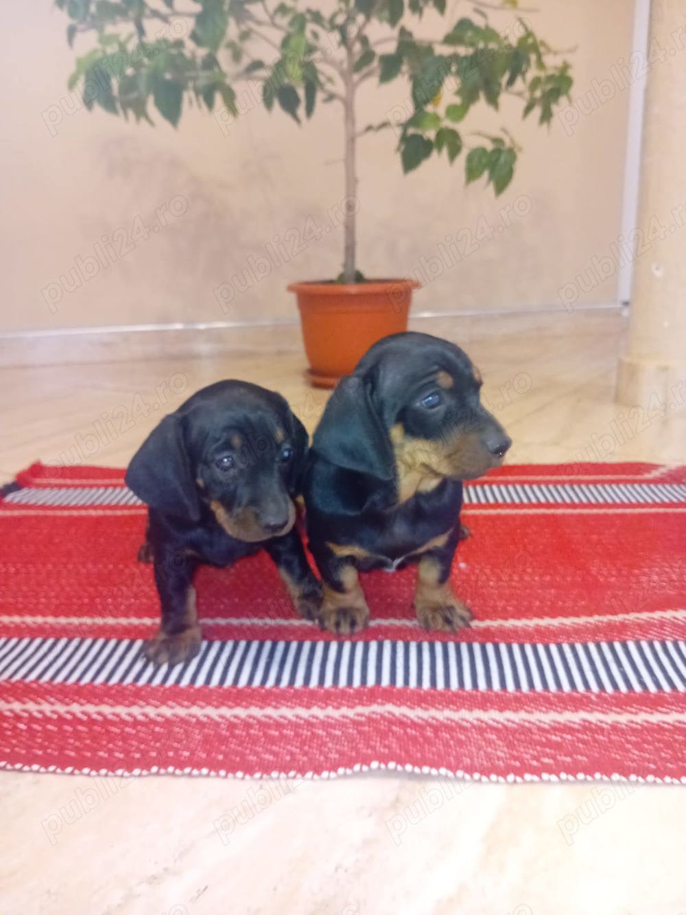 Vand 2 catei rasa teckel