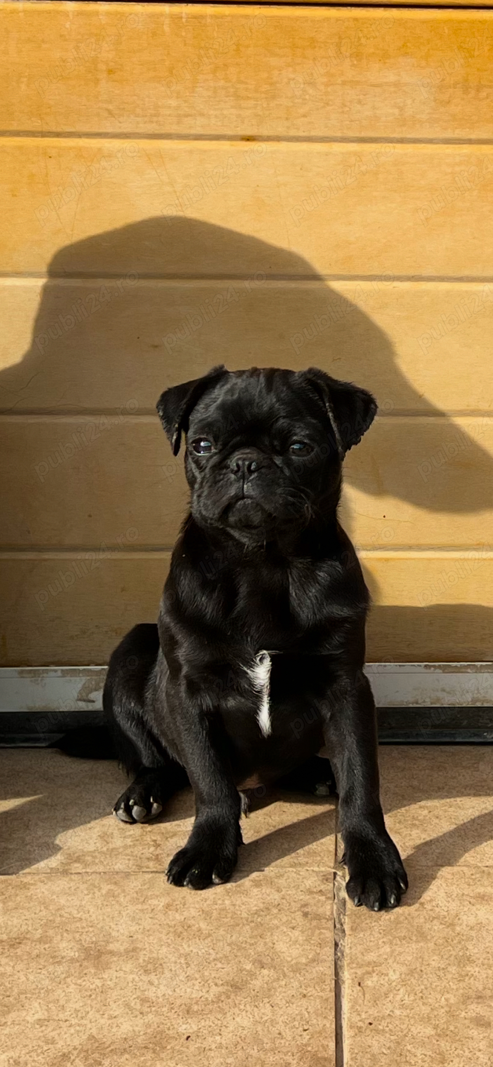 Mascul pug,mops superb!