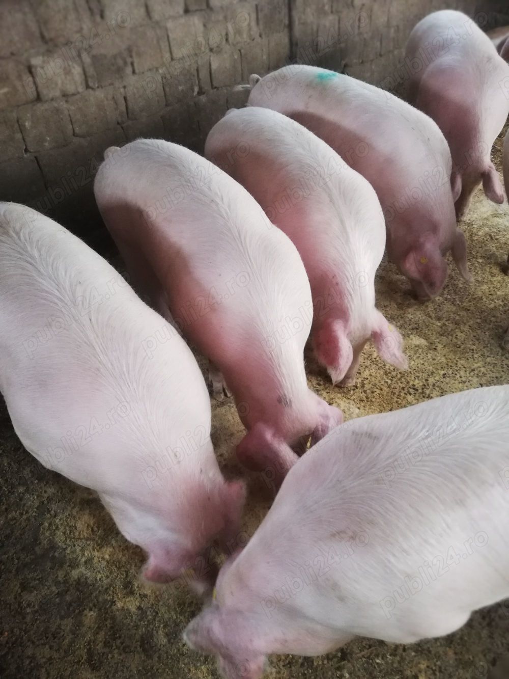 Porci grași de vânzare.                                                                             